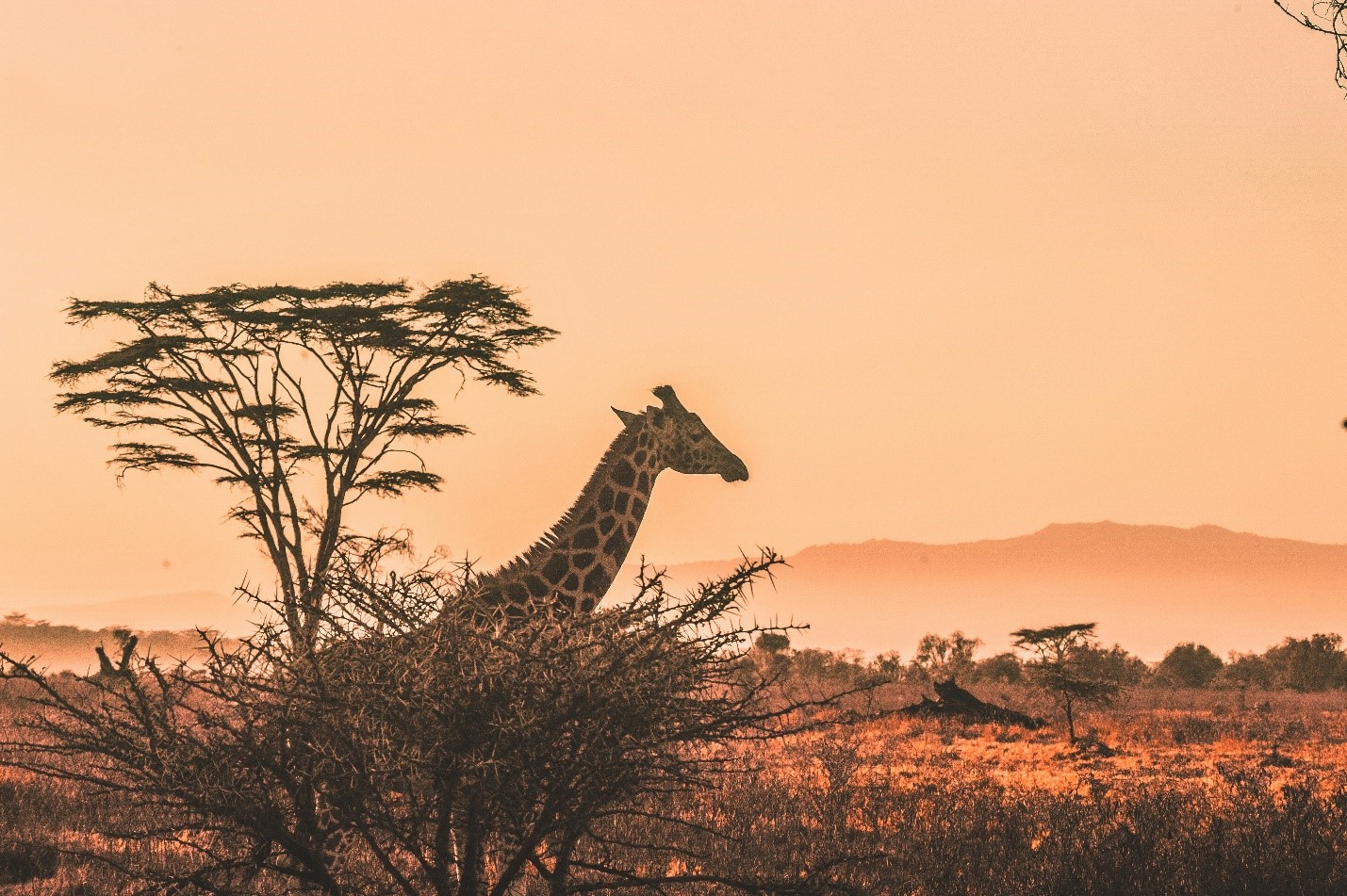 Planning to Visit Kenya? Ultimate Travel Guide for 2025