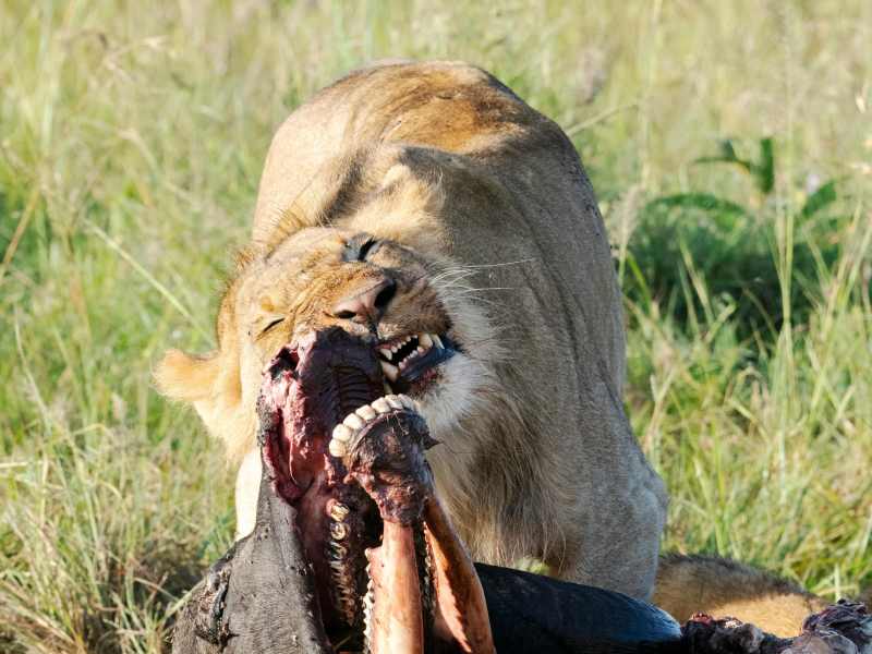 Lake Naivasha Safari – Hells Gate Cycling, Hiking, Rock Climbing, Swimming, Boat Tours, Walking Safaris – Day Trip Tours